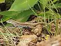 A lizard near Santa Fe