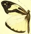 D. c. foedora male