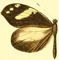 D. c. virgo female