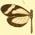 D. t. fortunata female