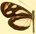 D. t. leuconoe male