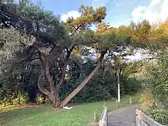 Dixon Park, Greymouth