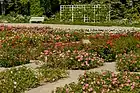 Trellis in Doblhoffpark with Rosarium, Baden bei Wien, Lower Austria, Austria