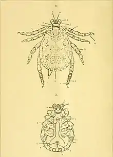 "Dermacentor auratus auratus"