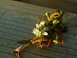 Cuscuta sp. flowers