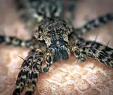 Dark fishing spider (Dolomedes tenebrosus) eyeset