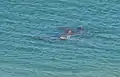 Bottlenose dolphins in Creek Bay - 2010