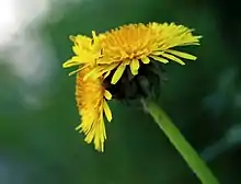 Fasciation leading to two fully formed flower heads on a dandelion.