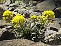 Draba cuspidata