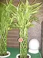 Variegated-leaved plants with multiple, woven stems.