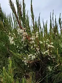 A whole plant in flower