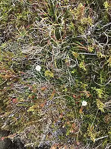 Photo showing the high floristic diversity of alpine microshrubbery.        Mt Field National Park