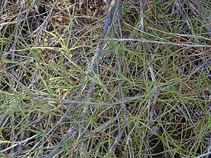 Leaves and stems