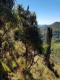 The northern form of D. traversii near Gisborne