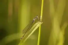 Sympecma fusca, male.