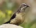 A female with a caterpillar