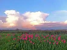 Dramatic sky over the fields of Roughley, Sutton Coldfield.