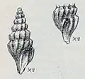 Inodrillia amblytera created by Bush in 1893