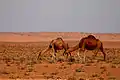 Sahara desert, Tunisia