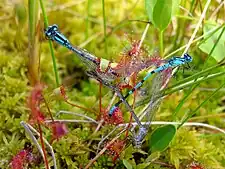 Drosera anglica, a sundew, lives in nutrient-poor acid bogs, deriving nutrients from trapped insects.