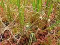 A dense carpet of flowering D. anglica on a quaking bog