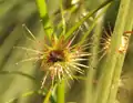 Close-up of Drosera peltata subsp. auriculata with captured insect.