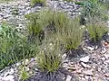 Drosophyllum lusitanicum in its native habitat in gravel soil