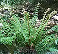 Young fronds in spring