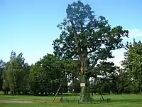 Ancient Oak Tree of Ēbelmuiža