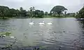 Great white pelican of Bangladesh national zoo