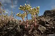 Flowering in habitat, Mount Diablo