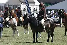 Exmoor stallion, Dunkery Wigeon in the Mountain and Moorland pony championship at the Royal Highland Show 2018, ridden by Hayley Reynolds