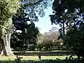 A view of large trees and cycads at the Durban Botanic Gardens