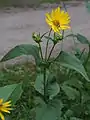 Silphium perfoliatum (cup plant) flowers in Lower Saxony, Germany