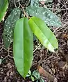 Upperside of leaves