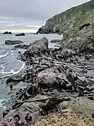 D. antarctica growing at Boom Rock, Wellington