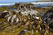 D. poha at Purakanui Bay, Otago