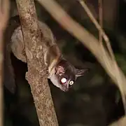 Brown galago