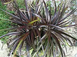 DYCKIA Cherry Coke (1 of 3)