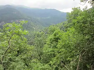 Forests around Yenokavan