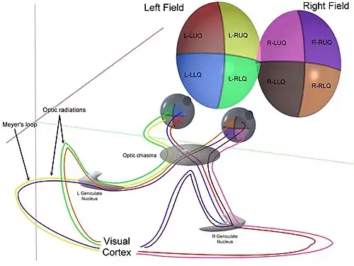 3D schematic representation of optic tracts