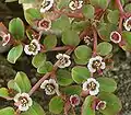 Euphorbia rivae