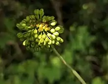 flower prior to opening