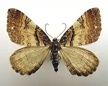 Earophila badiata, in Norwegian, brun rosemåler