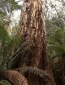 Shining gum at Errinundra National Park, Australia