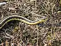 Common garter snake