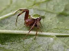 Male, side view