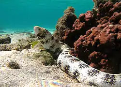 Snowflake moray (Echidna nebulosa)