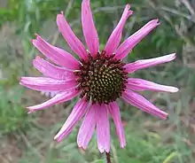 Tennessee purple coneflower (Echinacea tennesseensis)