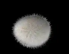 Echinocyamus pusillus